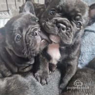 French Bulldog - Dogs