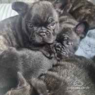 French Bulldog - Dogs