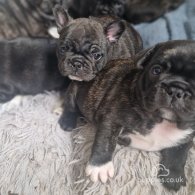 French Bulldog - Dogs