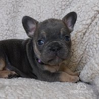 French Bulldog - Both