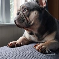 French Bulldog - Both