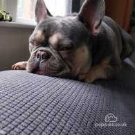 French Bulldog - Both