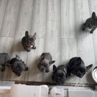 French Bulldog - Both