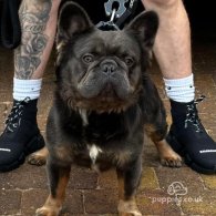 French Bulldog - Both