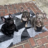 French Bulldog - Both