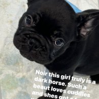 French Bulldog - Both