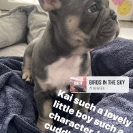 French Bulldog - Both