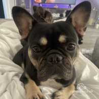 French Bulldog - Both