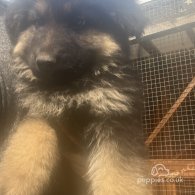 German Shepherd (Alsatian) - Both