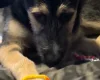 German Shepherd (Alsatian) - Bitches