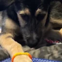 German Shepherd (Alsatian) - Bitches