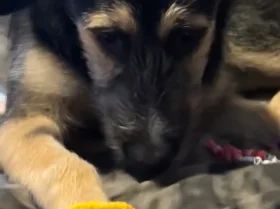 German Shepherd (Alsatian) - Bitches