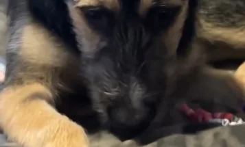 German Shepherd (Alsatian) - Bitches