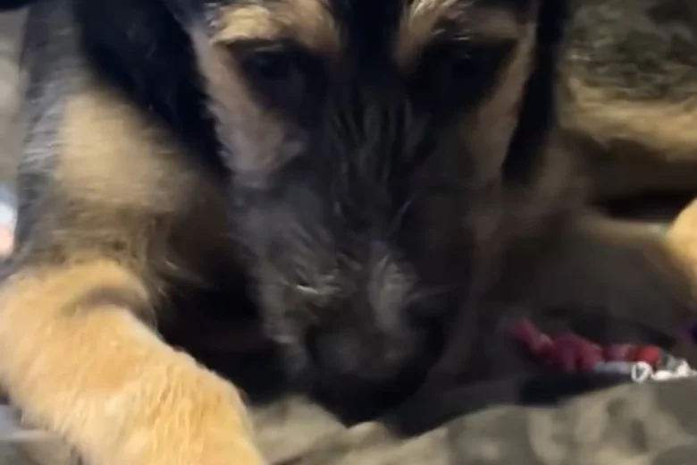 German Shepherd (Alsatian) - Bitches