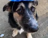 German Shepherd (Alsatian) - Bitches