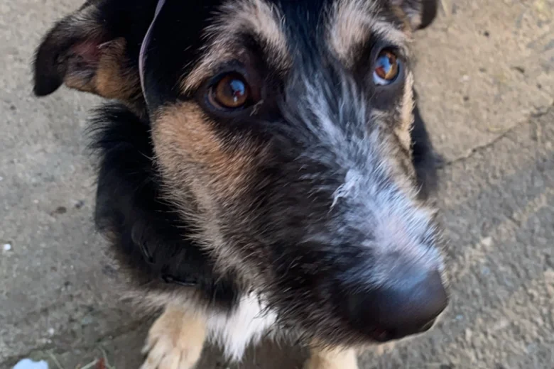 German Shepherd (Alsatian) - Bitches
