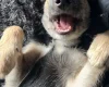 German Shepherd (Alsatian) - Bitches