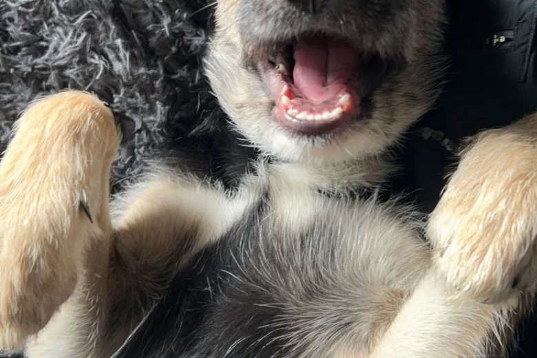 German Shepherd (Alsatian) - Bitches