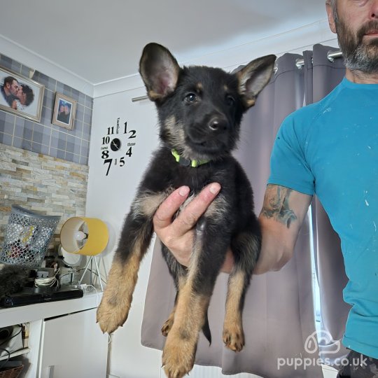 German Shepherd (Alsatian) - Both