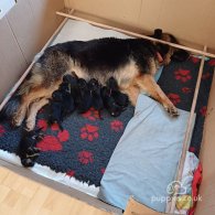 German Shepherd (Alsatian) - Both