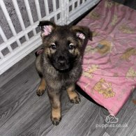 German Shepherd (Alsatian) - Both