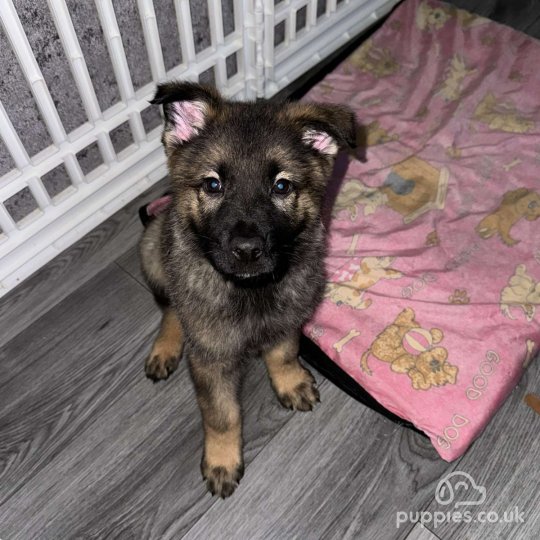 German Shepherd (Alsatian) - Both