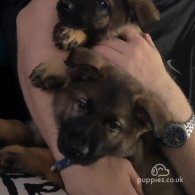 German Shepherd (Alsatian) - Both