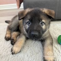 German Shepherd (Alsatian) - Both