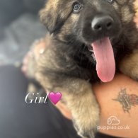 German Shepherd (Alsatian) - Bitches