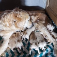 Golden Retriever - Both