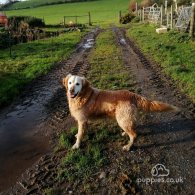 Golden Retriever - Both