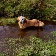 Golden Retriever - Both