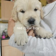 Golden Retriever - Both