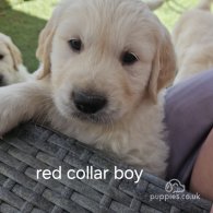 Golden Retriever - Both