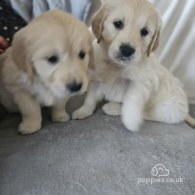 Golden Retriever - Both