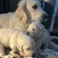 Golden Retriever - Dogs