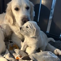 Golden Retriever - Dogs