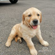 Golden Retriever - Both