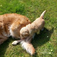 Golden Retriever - Both