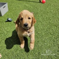 Goldendoodle - Both