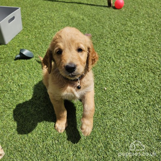 Goldendoodle - Both