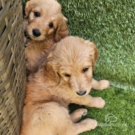 Goldendoodle - Both