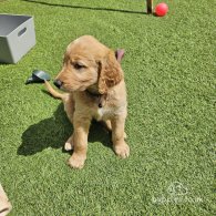 Goldendoodle - Both