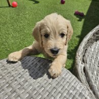 Goldendoodle - Both