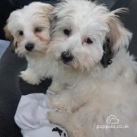 Havanese - Both