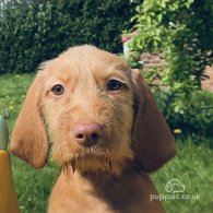 Hungarian Vizsla - Both