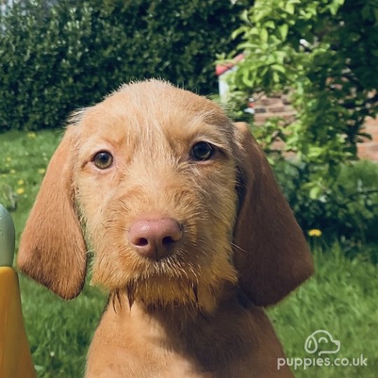 Hungarian Vizsla - Both