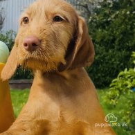 Hungarian Vizsla - Both