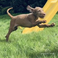 Hungarian Vizsla - Both