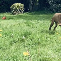 Hungarian Vizsla - Both